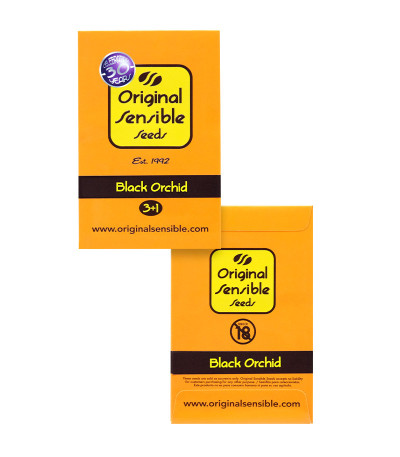 Black Orchid fem (Original Sensible Seeds) семена конопли