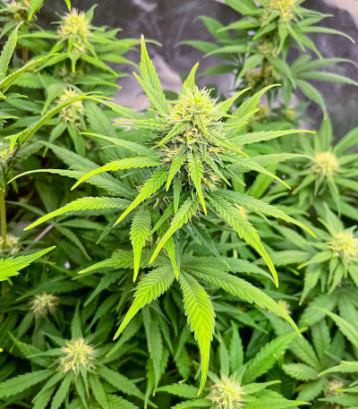 Auto Banana Cookies fem (Advanced Seeds) семена конопли