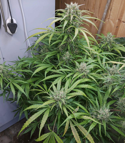 Auto Orange Bud fem (Dutch Passion) семена конопли