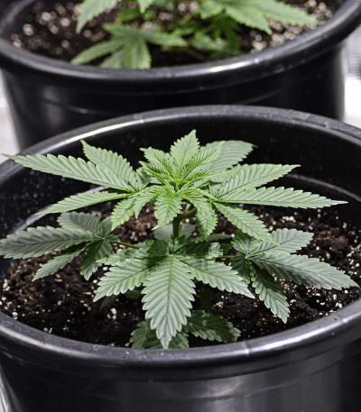 CBD Compassion fem (Dutch Passion) семена каннабиса