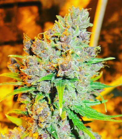 Cannatonic fem (Resin Seeds) семена конопли