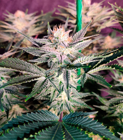 Monster Zkittles (Monster Genetics) семена конопли