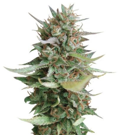 Strawberry Blue fem (World of Seeds) семена конопли