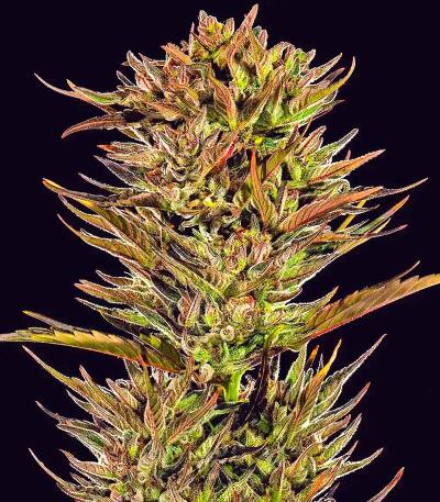 Thin Mint x Sour Pinot Auto семена конопли