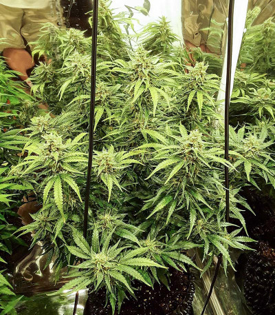 Auto Pineapple Glue fem (Advanced Seeds) семена конопли