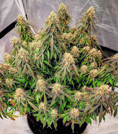 Auto Power Plant (Dutch Passion) семена конопли