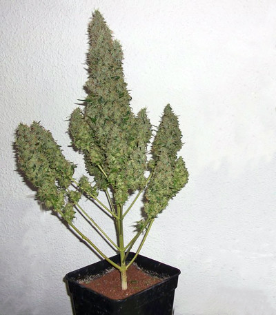 Champion fem (Heavyweight Seeds) семена конопли