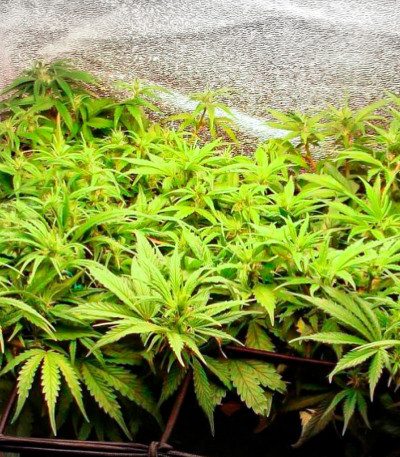 Deepforest Super Auto fem (Doctor’s Choice) семена конопли