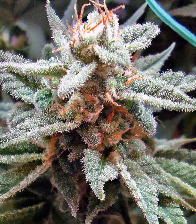 Far Out fem семена конопли