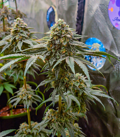 High Society fem (Compound Genetics) семена конопли