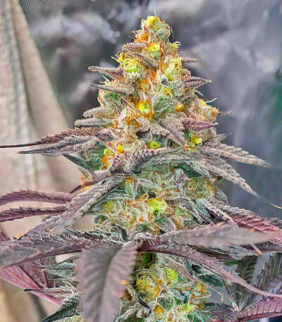 La Calma Autoflower fem (Easy Grow Seeds) семена конопли