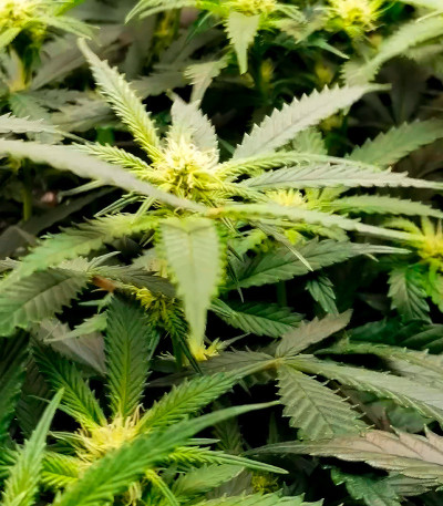 Leisure Zoot Larry fem (Dr. Krippling Seeds) семена конопли