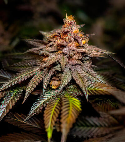 Lemon Cherry Runtz fem (FastBuds) семена конопли