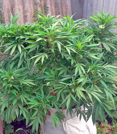 Satori куст конопли