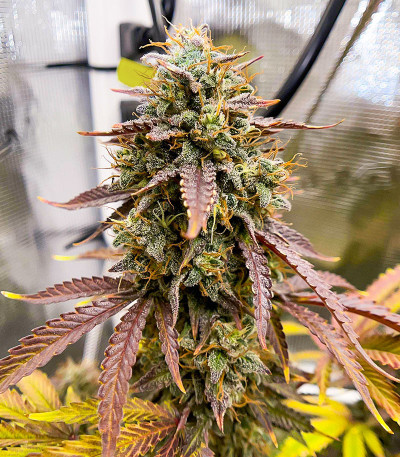 Florida Gaspack fem (Humboldt Seed Organization) семена конопли