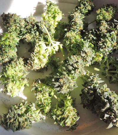 Ogre Auto fem (Doctor’s Choice) семена конопли