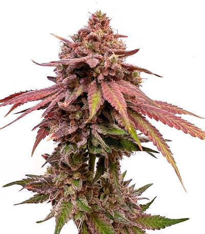 Persian Pie fem (Green House Seeds) семена конопли