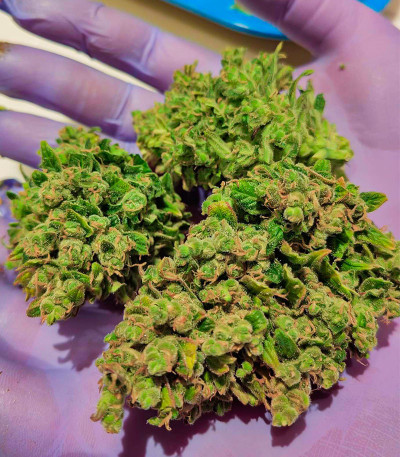 Sweet ZZ Automatic fem (RQS) семена конопли