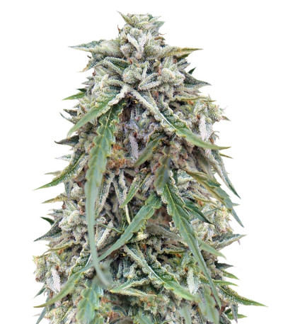 Auto NL fem (Female Seeds) семена конопли