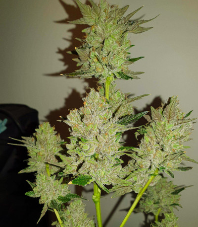 Blue Gelato 41 (Barney's Farm) семена конопли