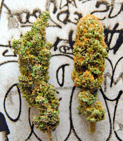 Green Crack fem (Humboldt Seed Organization) семена конопли