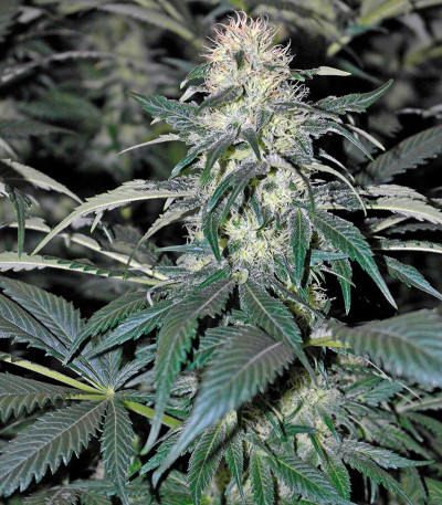 Hashberry reg (Mandala Seeds) семена конопли