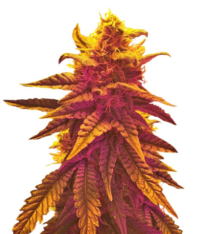 Mango Skunk reg (Nirvana Seeds) семена конопли