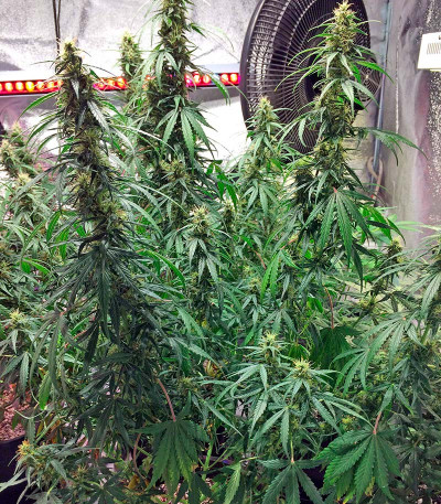 Original Amnesia Autoflowering fem (Dinafem Seeds) семена конопли