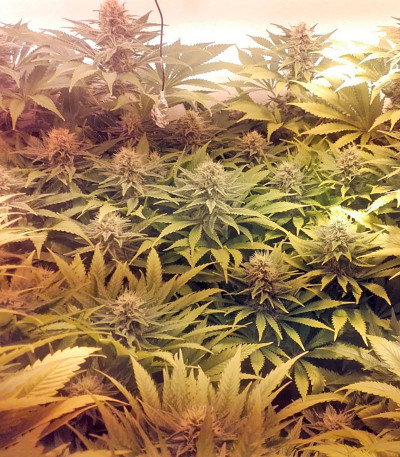 Raspberry Cough fem (Nirvana Seeds) семена конопли