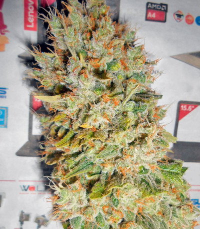 Super Hash fem (Pyramid Seeds) семена конопли