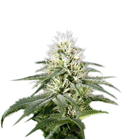 White Rhino fem (Green House Seeds) семена конопли