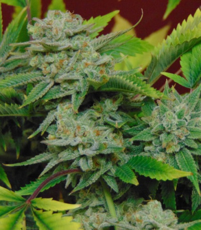 Bubblicious fem (Resin Seeds) семена конопли