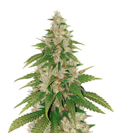 Gelato fem ( Cali Buds Seeds) семена конопли