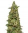Chemdog Millionaire fem (Dr. Krippling Seeds) семена конопли