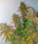 Super Lemon Haze x GMO fem от Green House Seeds семена конопли