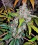 Auto White Widow fem (Pyramid Seeds) семена конопли