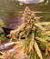 Afghan Kush Ryder Auto fem (World of Seeds) семена конопли