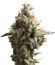 Auto Super Hash fem (Pyramid Seeds) семена конопли