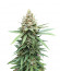 Descojack fem (Delicious Seeds) семена конопли