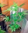 Moby Dick Autoflowering fem (Dinafem Seeds) семена конопли