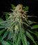 Black Muffin F1 Fast Version fem (Sweet Seeds) семена конопли