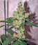 Diesel fem (Dinafem Seeds) семена конопли