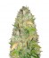 NY Diesel fem (Vision Seeds) семена конопли