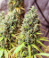 Shogun fem (Royal Queen Seeds) семена конопли