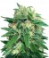 Sterling Haze (Super Silver Haze) reg (Nirvana Seeds) семена конопли