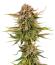Baby Runtz Autoflower fem (Easy Grow Seeds) семена конопли