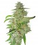 Big Bud fem (Sensi Seeds) семена конопли