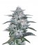 Currant Kush fem (VIP seeds) семена конопли