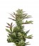 Deep Cheese fem (Dinafem Seeds) семена конопли