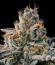 New Money fem (Compound Genetics) семена конопли